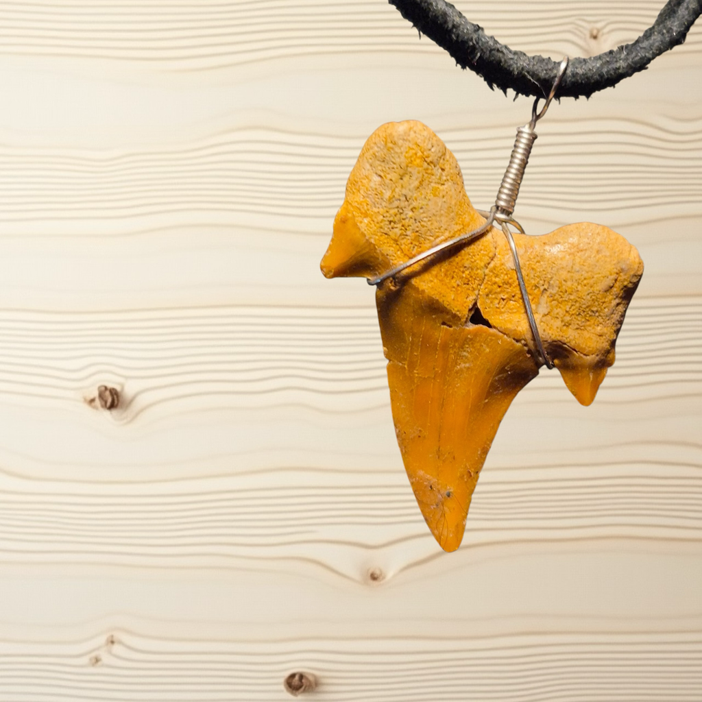 Heartfelt Creations genuine fossilized shark tooth pendant necklace in ochre, wrapped in silver-tone wire on a dark cord.