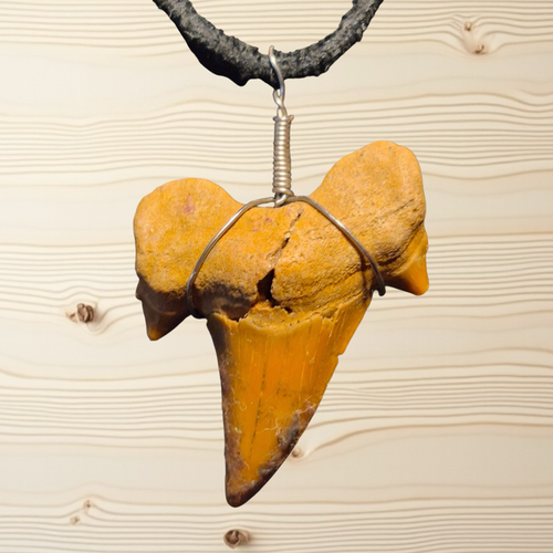 Heartfelt Creations fossilized shark tooth pendant necklace, ochre hue, silver-tone wire wrap, dark cord. Unique prehistoric artifact.